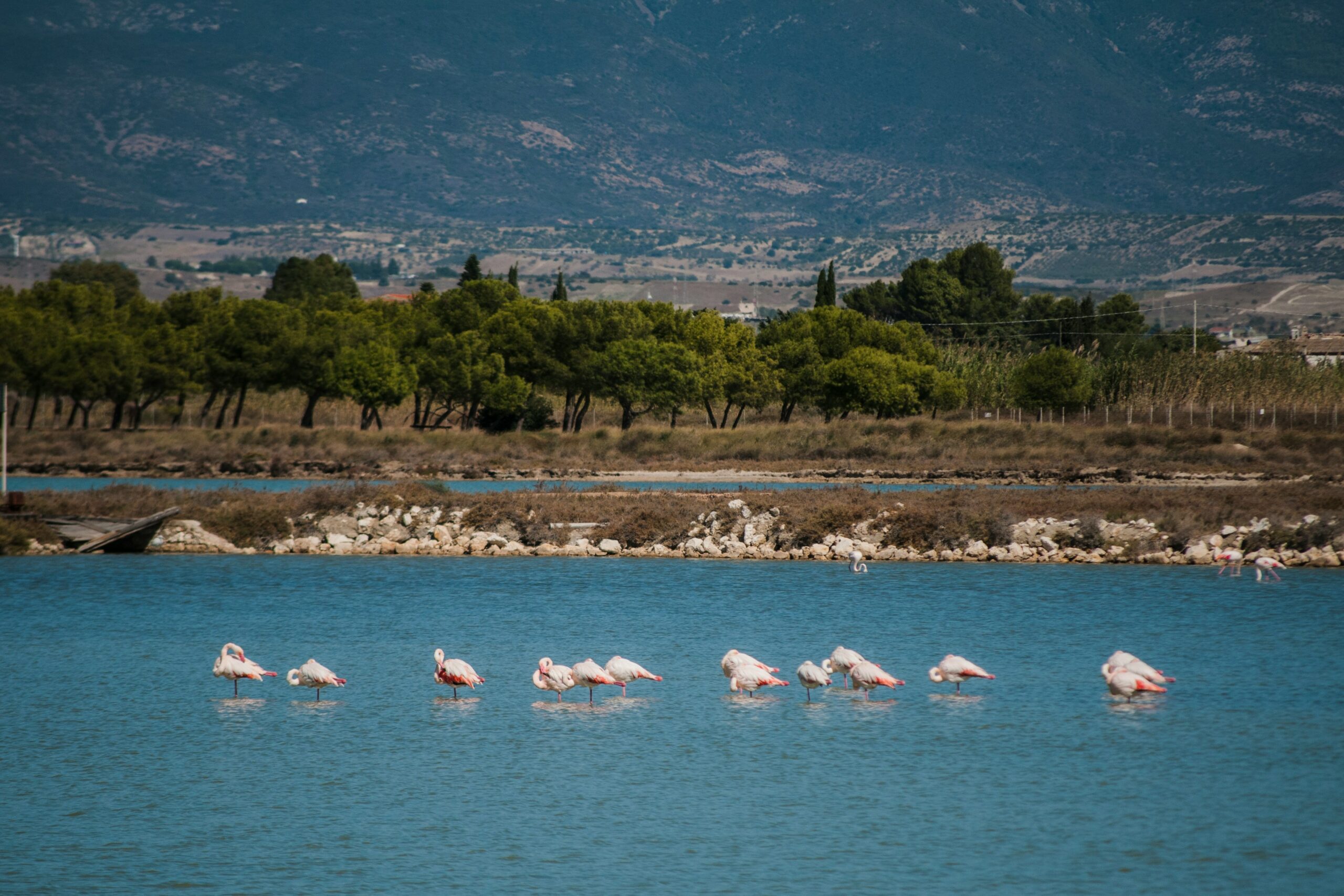 cagliari_fenicotteri